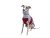 Dog Sweatshirt – DUO GREY/BORDEAUX, Size S
