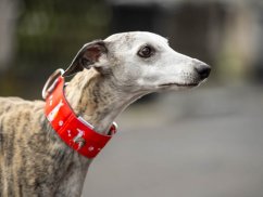 Collar made of waterproof fabric greyhound red
