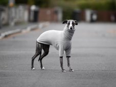 PSÍ FLEECOVÁ MIKINA