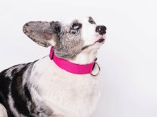 Obojek z nepromokavé tkaniny do spony ROSE