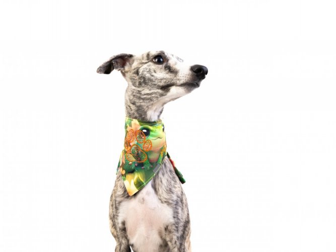 Dog scarf ŽABKA