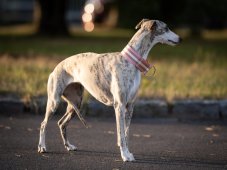 Golden Whisper – 5 cm obojok v odtieni ružovej so zlatým zdobením