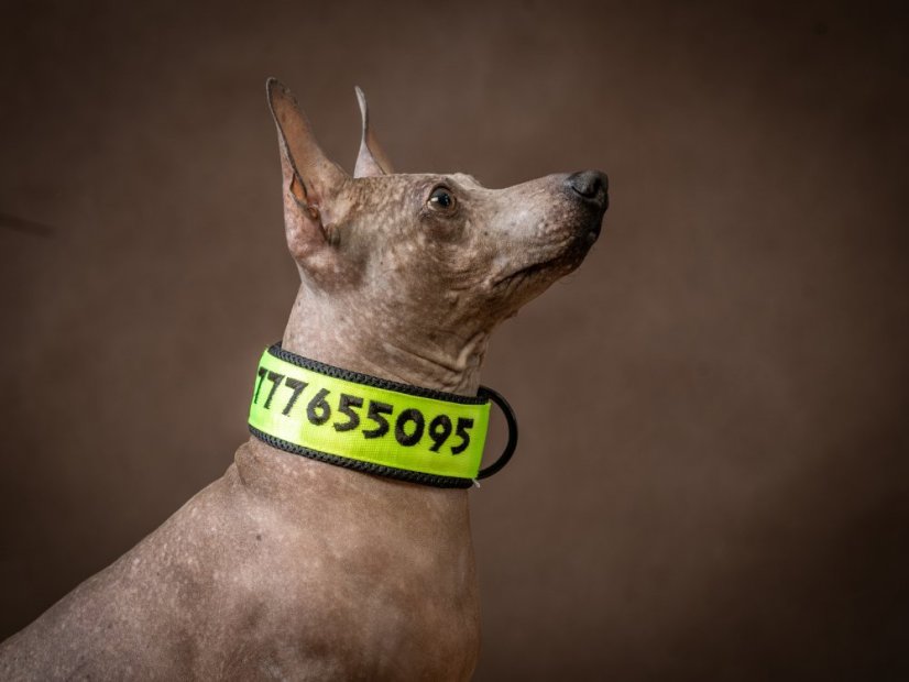 COMFORT 3D NEON – personalizovaný polostahovací obojek pro psy
