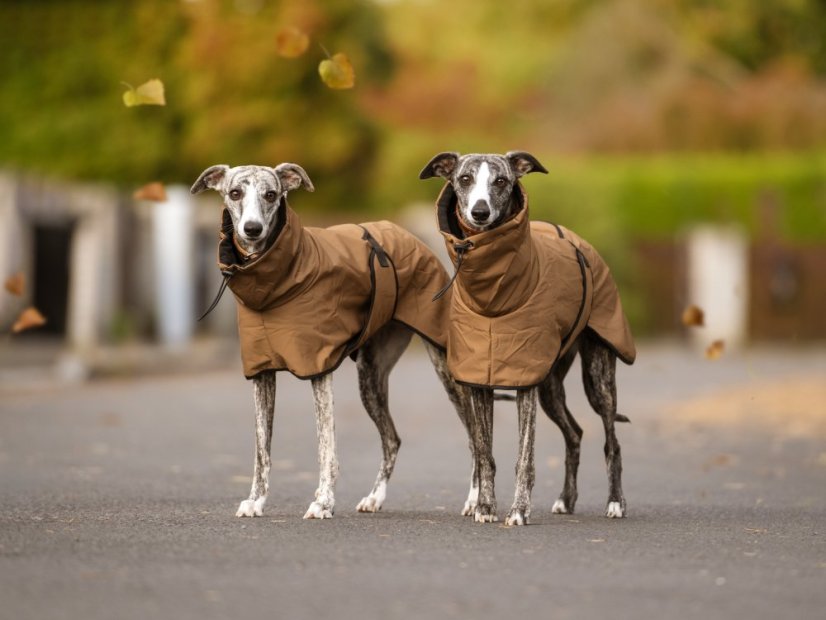 Minimalistická bunda pro psy