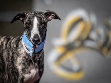 Obojok z nepremokavej tkaniny chrt modrý