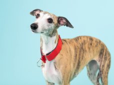 Obojok z nepremokavej tkaniny RED