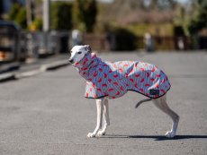 MELON SPLASH RAINCOAT – lehká softshellová pláštěnka pro psy
