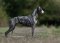 WHIPPET