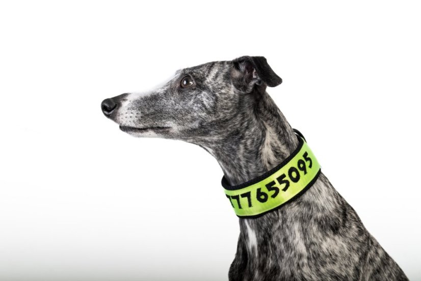 ZARYA COMFORT 3D NEON – personalizovaný polostahovací obojek pro psy