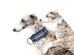 MAGIC fixed strap collar BLUE