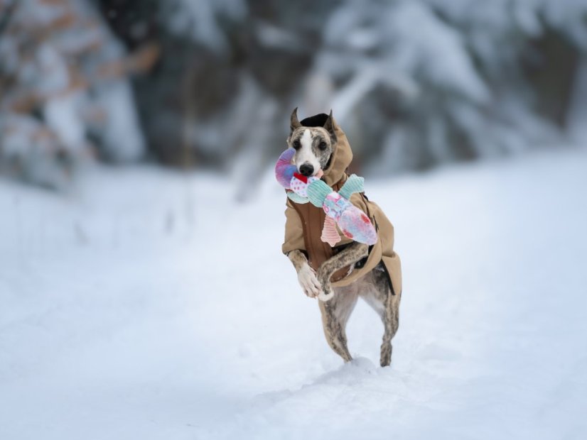 Postroj pro psy COFFEE URBAN