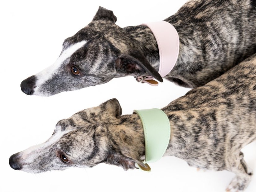 ZARYA SoftVegan – klasický obojek z umělé kůže pro chrty