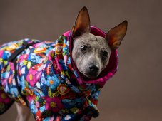 BLOOM NAKED PROTECT – softshell bunda pro psy