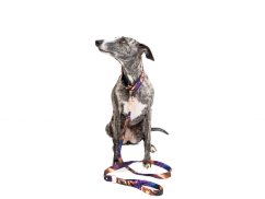 PURPLE PREMIUM SET – Luxury Dog Set: Collar, Leash & Vaccination Booklet Cover