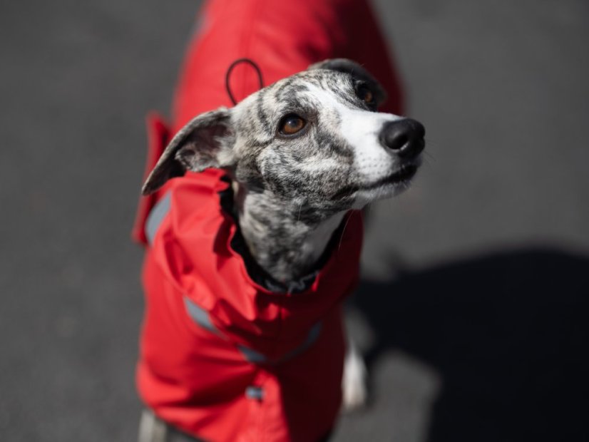 Outdoor Aqua - voděodolná pláštěnka pro psy