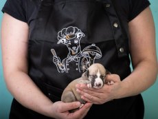 VIP Chef Whippet – dizajnová zástera s originálnou výšivkou