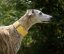 Brocade luxury collar