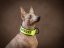 ZARYA COMFORT 3D NEON – personalizovaný polostahovací obojek pro psy