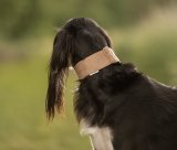 collar brown