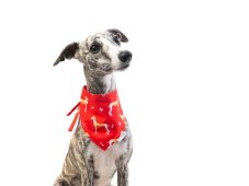 Dog scarf CODURA RED GREYHOUND