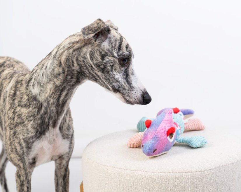 Pískací chameleon 33×15×6 cm – plyšová hračka pro psy