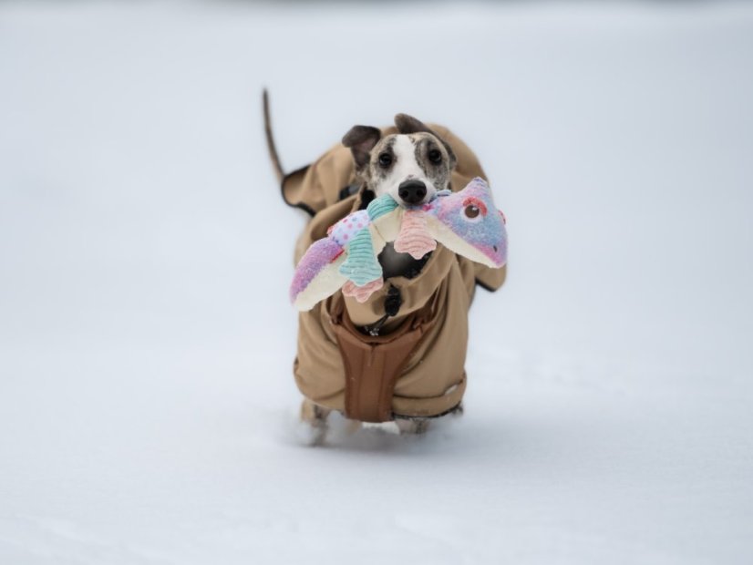 Postroj pro psy COFFEE URBAN