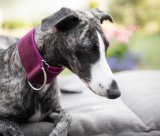 burgundy collar