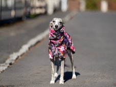 BLOOM ART RAINCOAT – lightweight softshell raincoat for dogs
