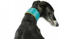 ACTIVE Comfort leather collar for greyhounds