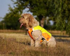 Reflective Safety Vest for Dogs – SAFE TRACK