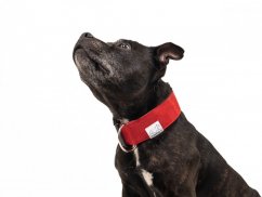 Collar made of waterproof fabric with a buckle