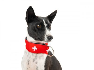 Basenji