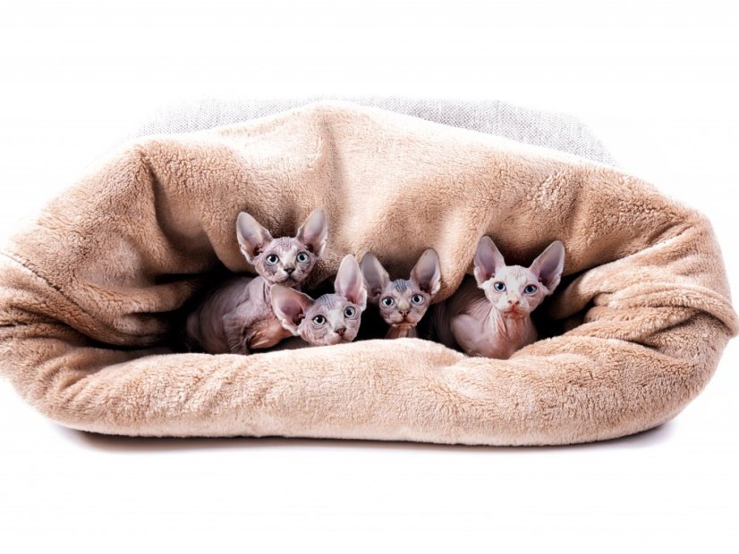 COMFORT Snuggle Sack for Dogs
