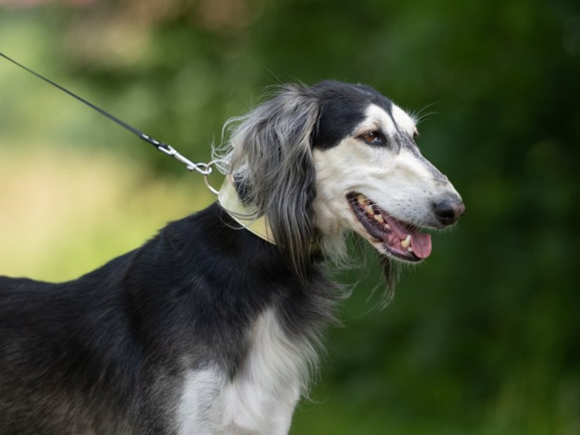 Obojek pro psy kožený 30mm