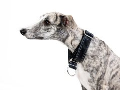 Faux Leather Martingale Collar - BLACK