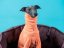 DOG FLEECE SWEATSHIRT