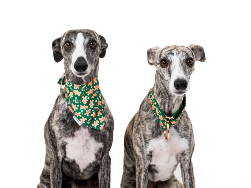 Vánoční obojek PERNÍČEK se šátkem