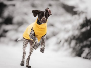 "Invest in the quality and comfort of your dog - Bolor - dark gray sweater