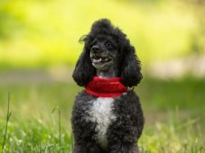 Semi-retractable STRAS COLOR collar lined with soft fleece RED