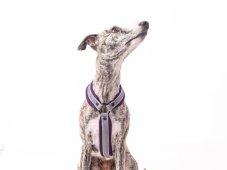 Ultra light dog harness with maximum control