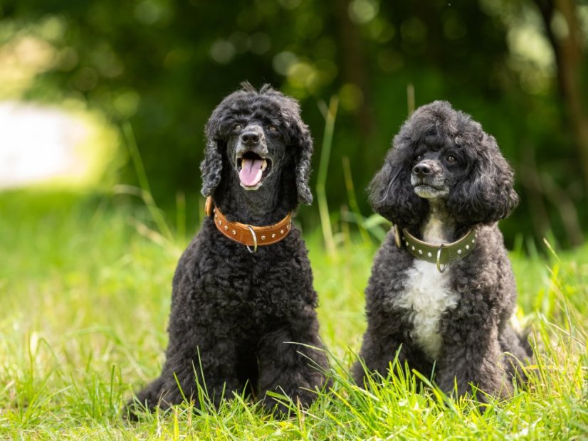 Obojek pro psy zdobený s kamínky kožený 30mm