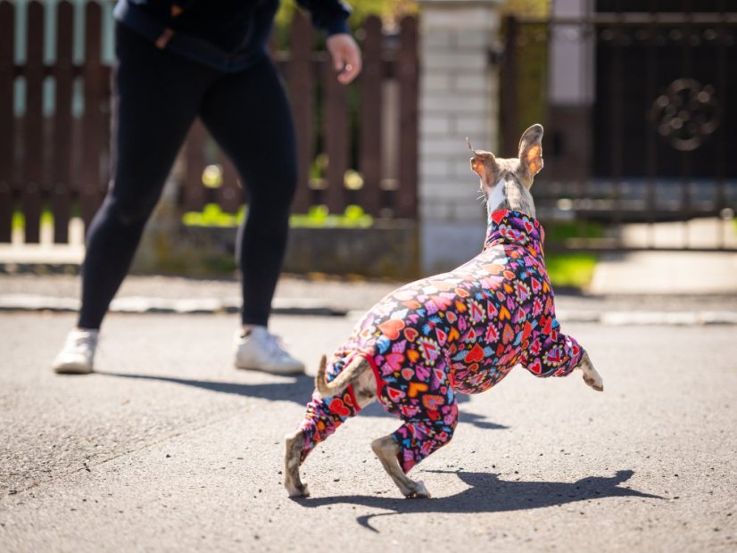 HEART ATTACK SUIT - overal pro psy