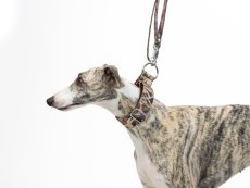 Original Designer Dog Set – Raincoat + Collar + Leash | Only 1 Piece Available