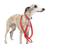 HEARTS Collar and Leash Set