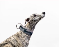 COLOR  GREY COURSING collar made of waterproof fabric