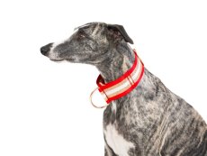 Obojok červený so zlatým reflexným popruhom