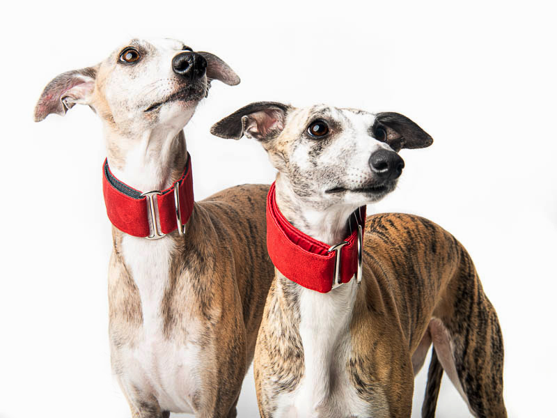 Leather Greyhound Collars  Whippet Collars UK - Paws Plus One