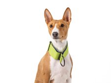 Soft set obojok s vodítkom