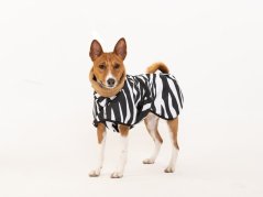 Africa Zebra – nepromokavá bunda pro psy s ocáskem nahoru