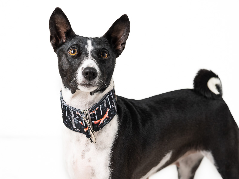 Obojek z nepromokavé tkaniny liška